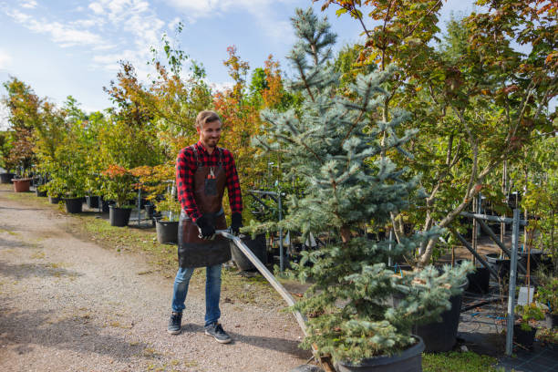 Best Local Tree Services  in South Gate Ridge, FL